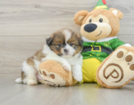 5 week old Shih Pom Puppy For Sale - Seaside Pups