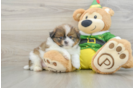 Shih Pom Puppy for Adoption