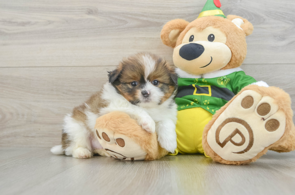 6 week old Shih Pom Puppy For Sale - Seaside Pups