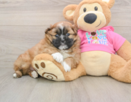 6 week old Shih Pom Puppy For Sale - Seaside Pups