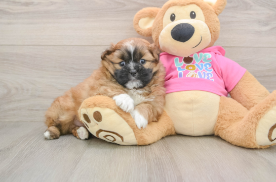 Shih Pom Puppy for Adoption