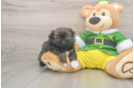 Shih Pom Puppy for Adoption
