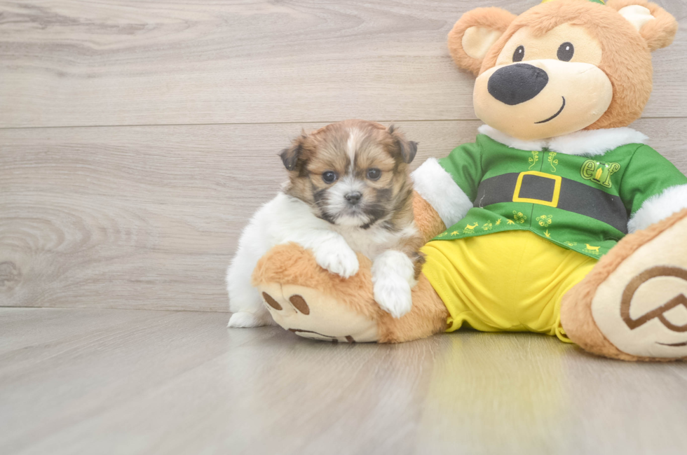 5 week old Shih Pom Puppy For Sale - Seaside Pups