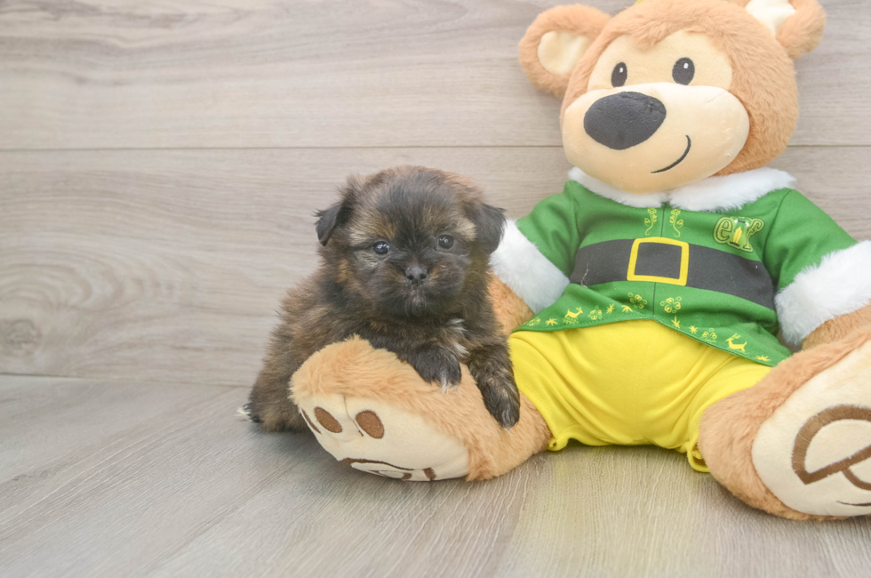 5 week old Shih Pom Puppy For Sale - Seaside Pups