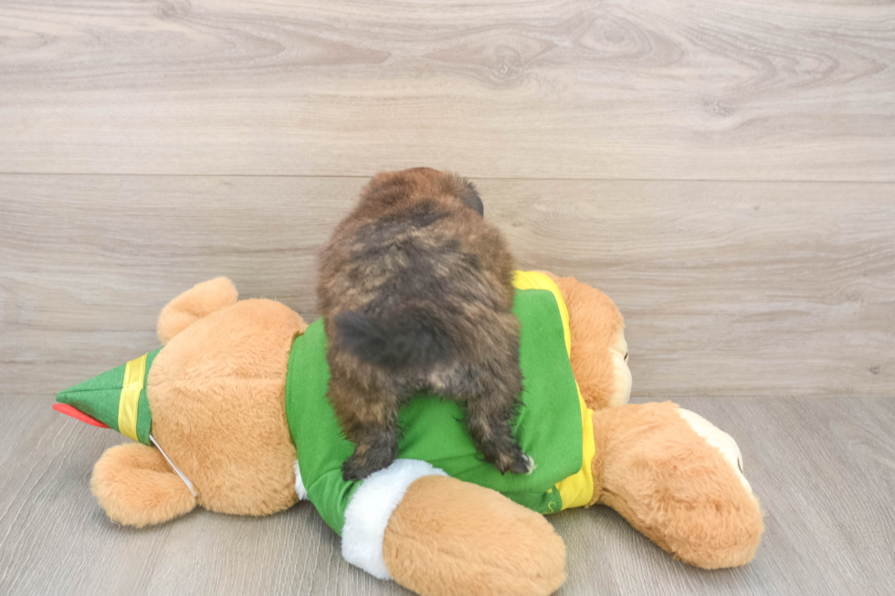 Shih Pom Puppy for Adoption