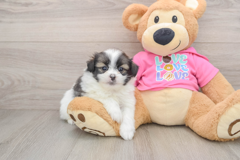 Playful Shipom Designer Puppy