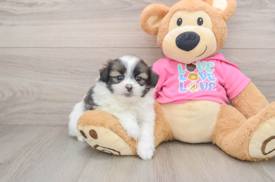 Playful Shipom Designer Puppy