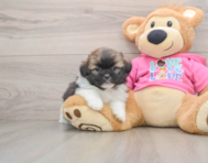 5 week old Shih Pom Puppy For Sale - Seaside Pups