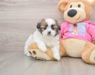 5 week old Shih Pom Puppy For Sale - Seaside Pups