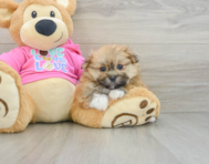 6 week old Shih Pom Puppy For Sale - Seaside Pups