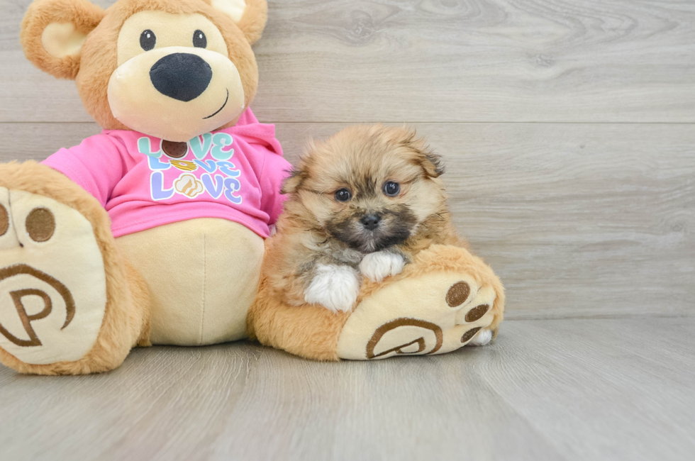 5 week old Shih Pom Puppy For Sale - Seaside Pups