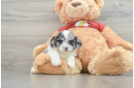 Shih Poo Puppy for Adoption