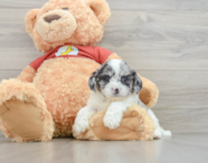 7 week old Shih Poo Puppy For Sale - Seaside Pups