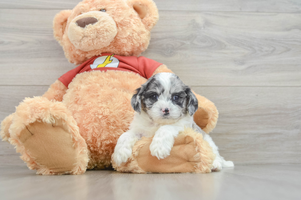 7 week old Shih Poo Puppy For Sale - Seaside Pups