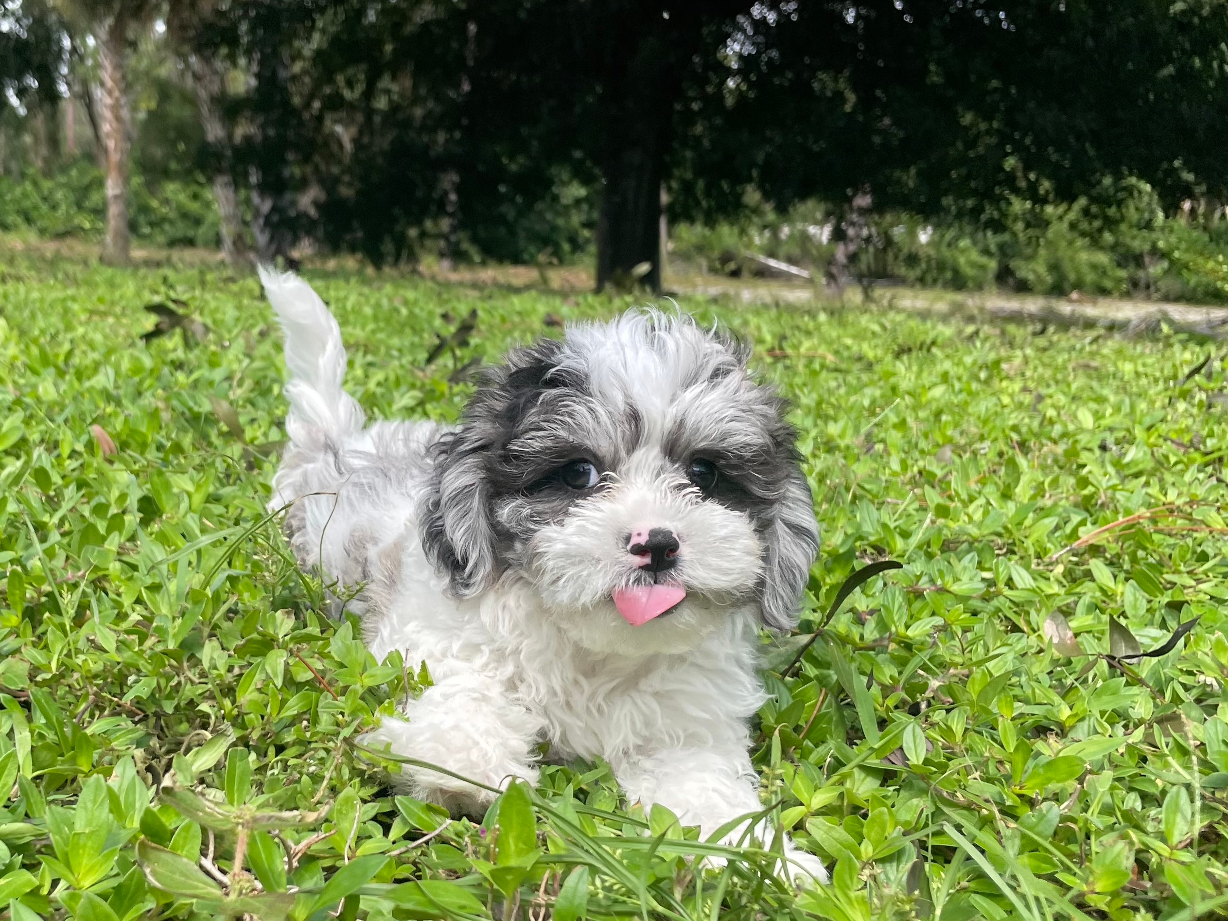 Shih Poo Pup Being Cute