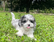 13 week old Shih Poo Puppy For Sale - Seaside Pups