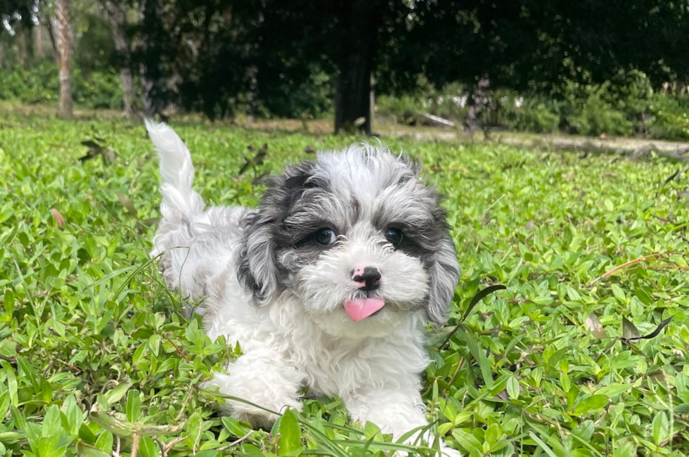 12 week old Shih Poo Puppy For Sale - Seaside Pups