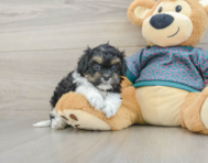 7 week old Shih Poo Puppy For Sale - Seaside Pups