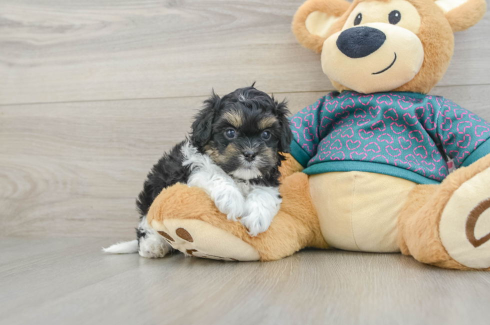 5 week old Shih Poo Puppy For Sale - Seaside Pups