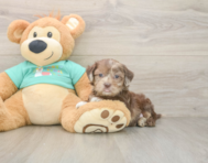 5 week old Shih Poo Puppy For Sale - Seaside Pups