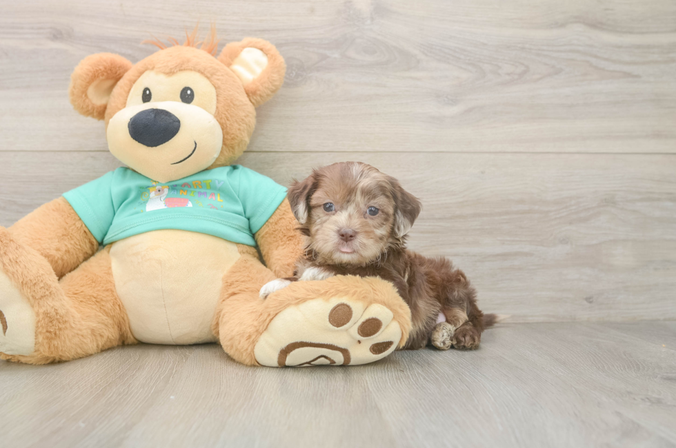 5 week old Shih Poo Puppy For Sale - Seaside Pups