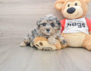 7 week old Shih Poo Puppy For Sale - Seaside Pups