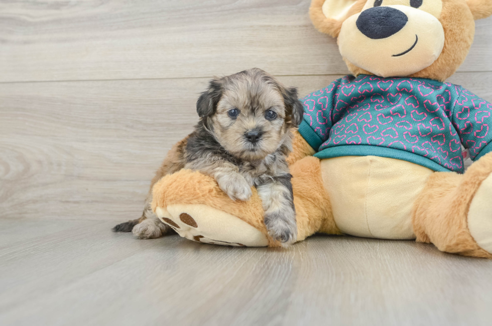 5 week old Shih Poo Puppy For Sale - Seaside Pups