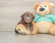 7 week old Shih Poo Puppy For Sale - Seaside Pups
