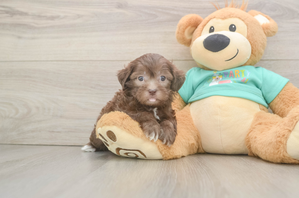 5 week old Shih Poo Puppy For Sale - Seaside Pups