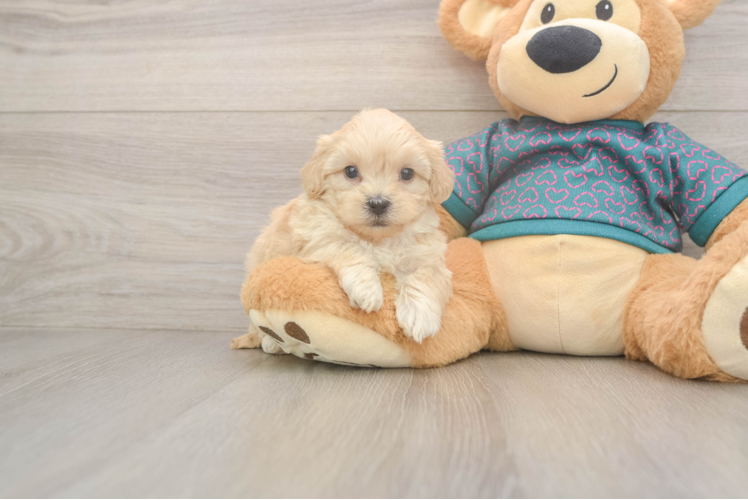Cute Shih Poo Baby