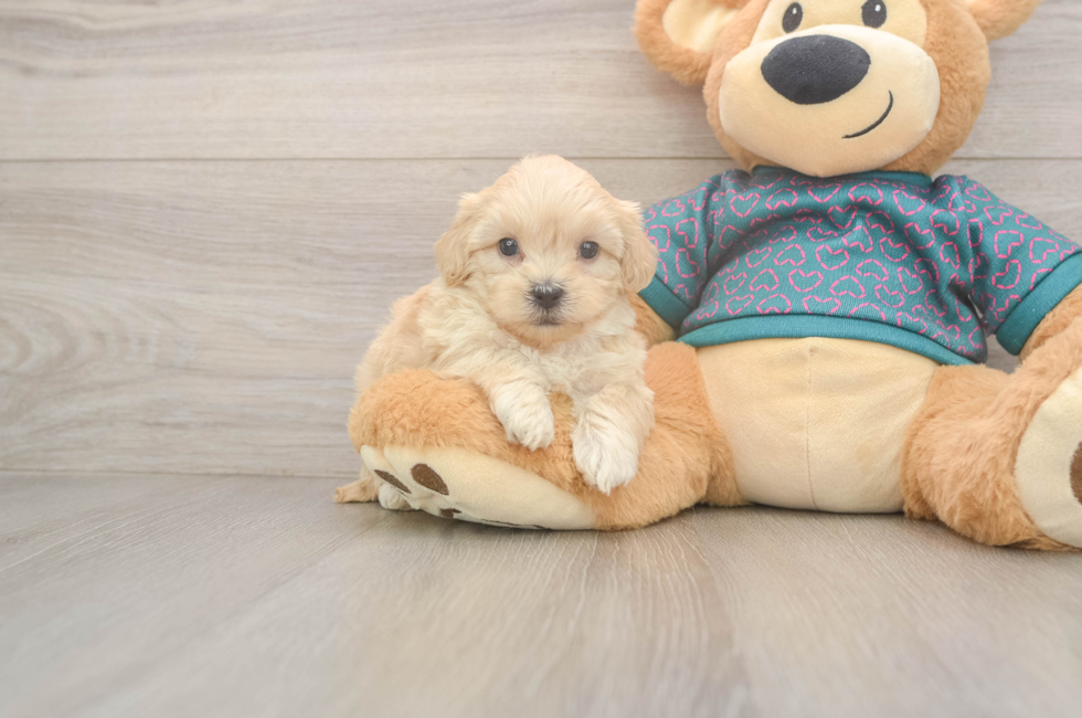 5 week old Shih Poo Puppy For Sale - Seaside Pups