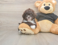6 week old Shih Poo Puppy For Sale - Seaside Pups