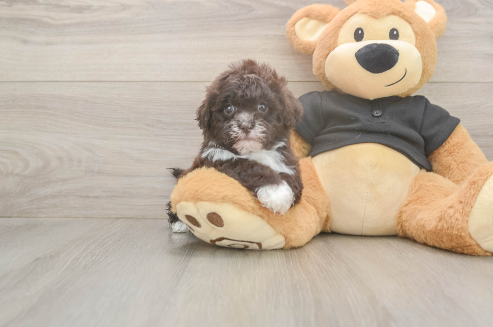 5 week old Shih Poo Puppy For Sale - Seaside Pups