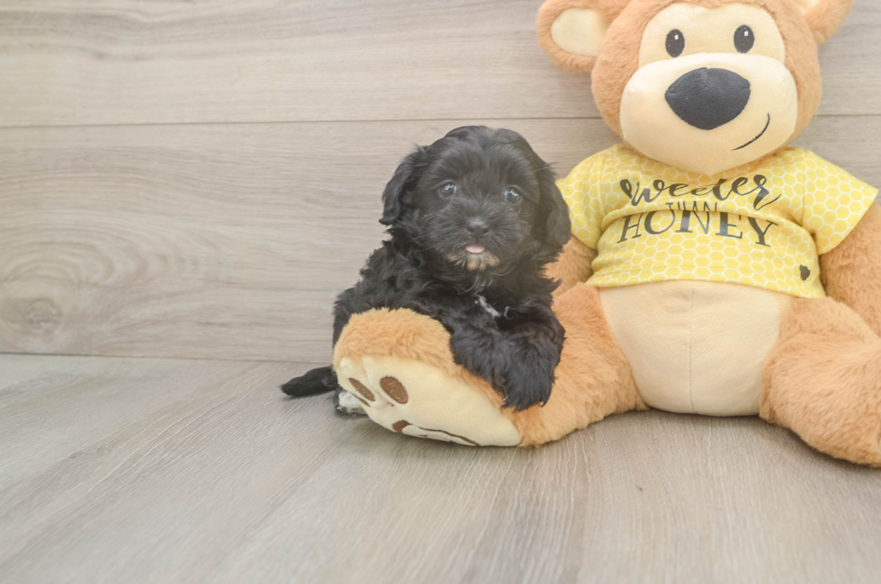 5 week old Shih Poo Puppy For Sale - Seaside Pups