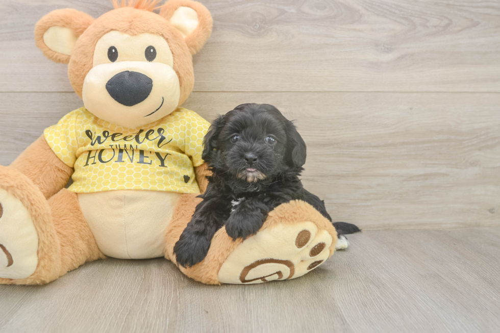 Playful Shihpoo Poodle Mix Puppy