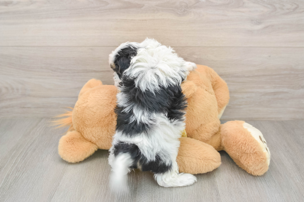 Shih Poo Pup Being Cute
