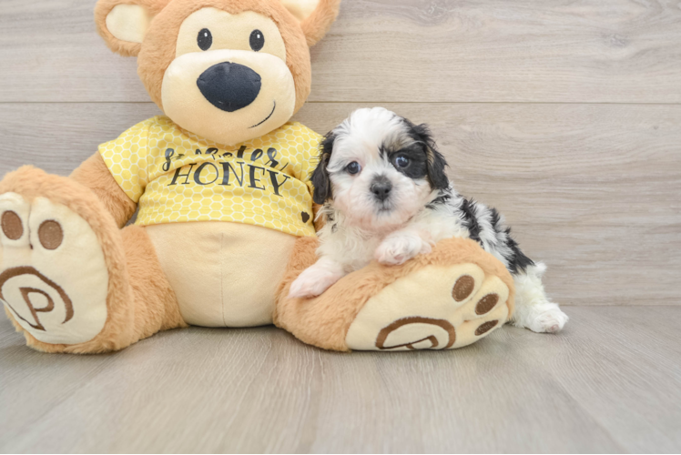 Adorable Shihpoo Poodle Mix Puppy