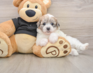 8 week old Shih Poo Puppy For Sale - Seaside Pups