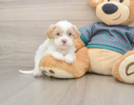 7 week old Shih Poo Puppy For Sale - Seaside Pups