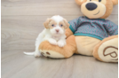 Energetic Shih Poo Poodle Mix Puppy