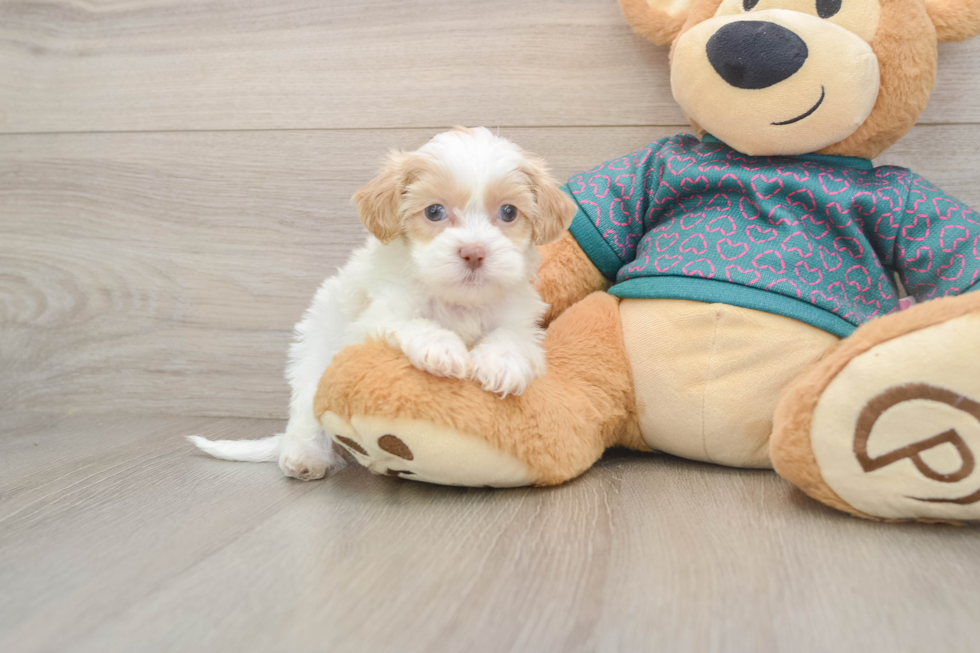 Energetic Shih Poo Poodle Mix Puppy