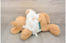 Best Shih Poo Baby