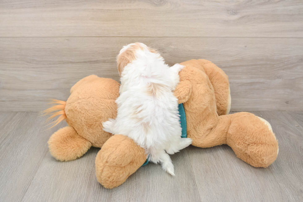 Best Shih Poo Baby