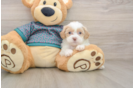 Cute Shih Poo Baby