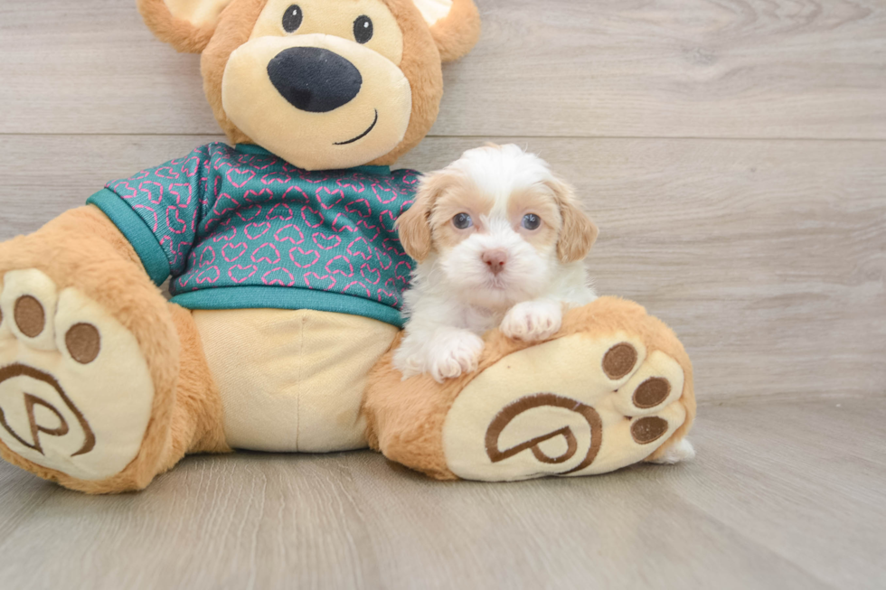 Cute Shih Poo Baby