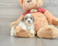 7 week old Shih Poo Puppy For Sale - Seaside Pups