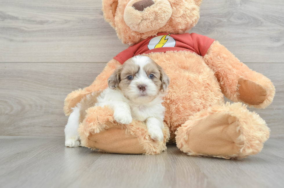 7 week old Shih Poo Puppy For Sale - Seaside Pups