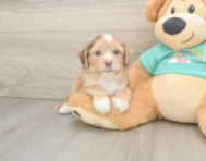 5 week old Shih Poo Puppy For Sale - Seaside Pups