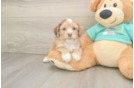 Shih Poo Puppy for Adoption