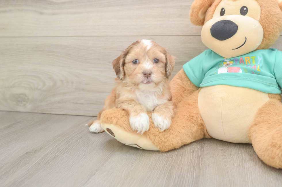 5 week old Shih Poo Puppy For Sale - Seaside Pups